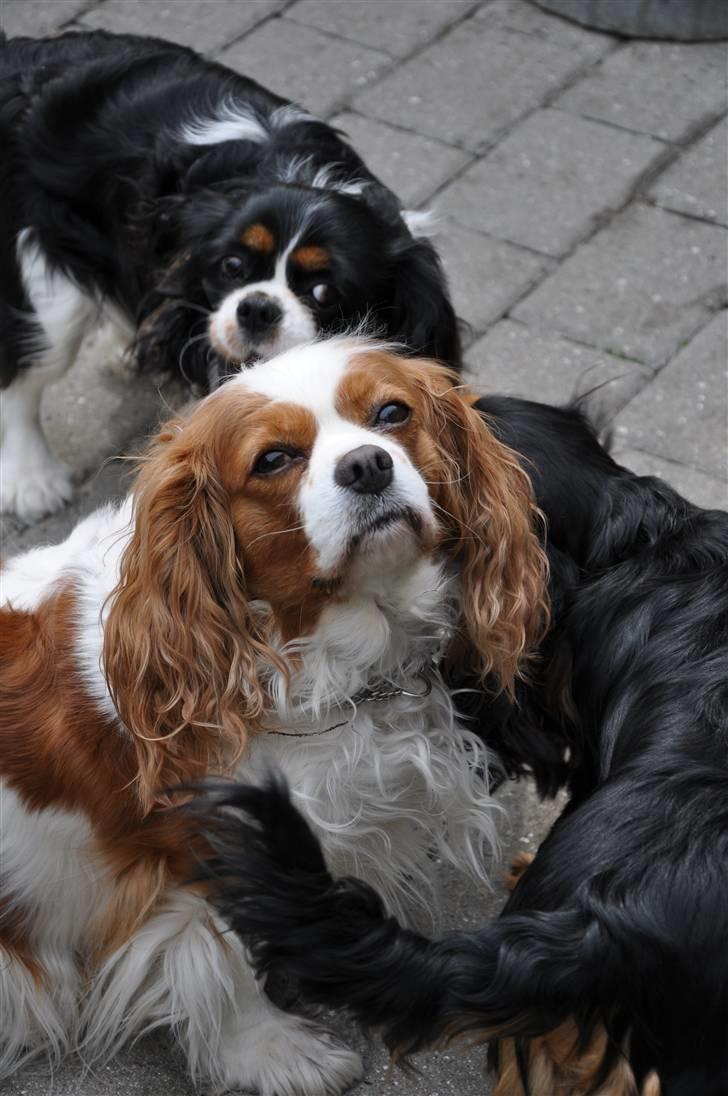 Cavalier king charles spaniel - Perle *RIP* - NYT d. 21/05-09 .. Perle ude i haven :) billede 19