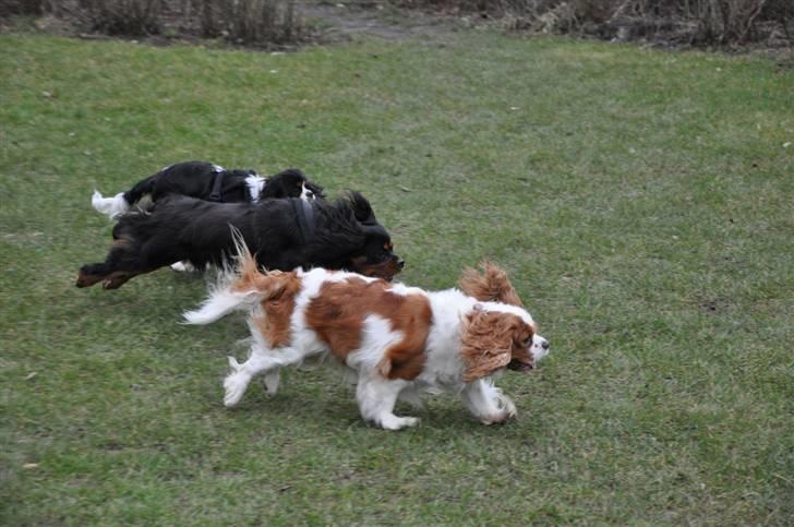 Cavalier king charles spaniel - Perle *RIP* - d. 16/3-09 Kapløb om bolden .. =) billede 20
