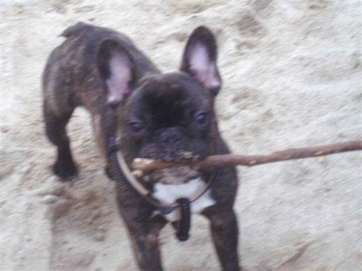 Fransk bulldog Rocko billede 10
