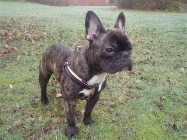 Fransk bulldog Rocko billede 11