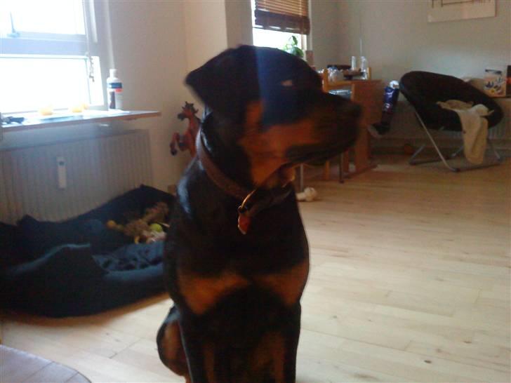 Rottweiler Mudde billede 13