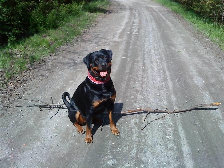 Rottweiler Mudde - Mudde fandt en pind. billede 14