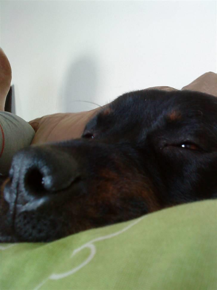 Rottweiler Mudde - Sleeping beauty:P billede 15