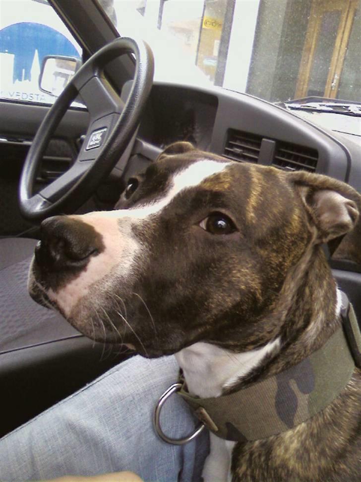 Amerikansk staffordshire terrier chanel billede 1