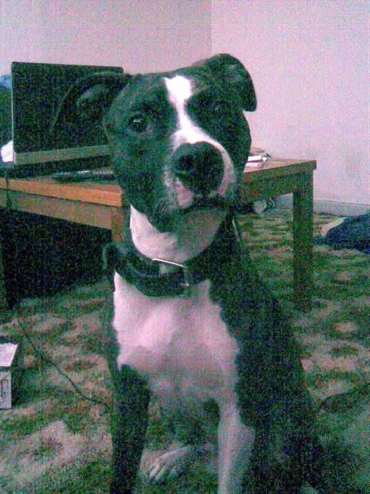 Amerikansk staffordshire terrier chanel billede 2