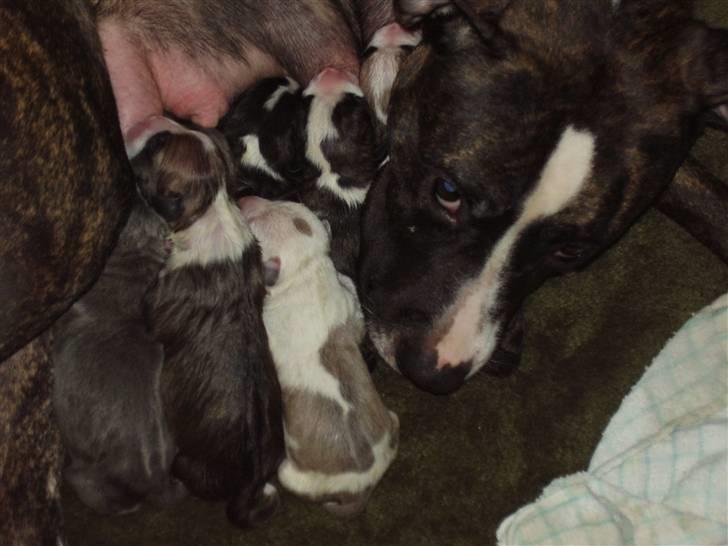 Amerikansk staffordshire terrier chanel billede 3