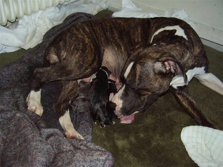 Amerikansk staffordshire terrier chanel billede 4