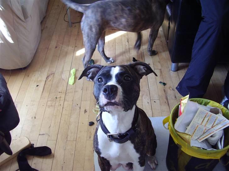 Amerikansk staffordshire terrier chanel billede 5