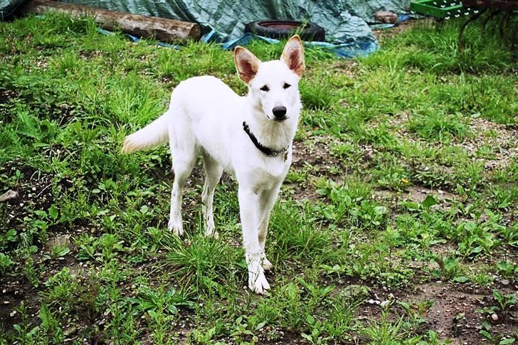 Hvid schæfer Dolly - Ser jeg ikke sød ud ? billede 11