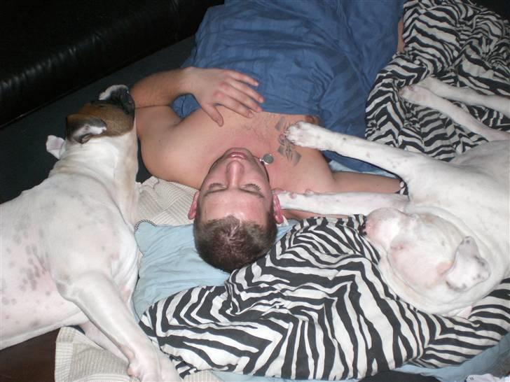 Amerikansk bulldog Hemi - mors store dreng blev træt:) billede 10