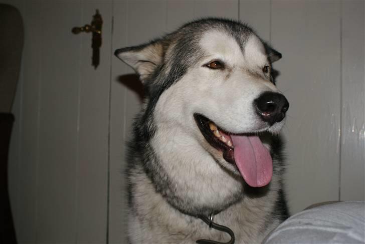 Alaskan malamute Nukka billede 11