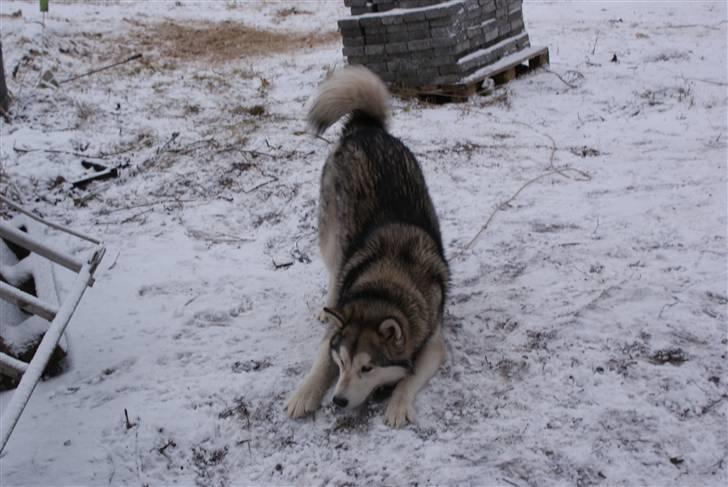 Alaskan malamute Nukka billede 12