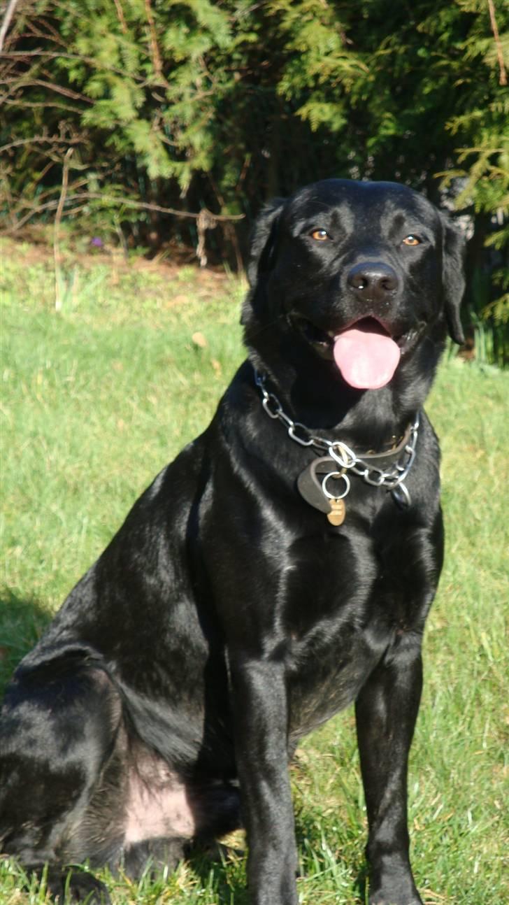 Labrador retriever Anton Skjødt - Smukke Anton billede 13