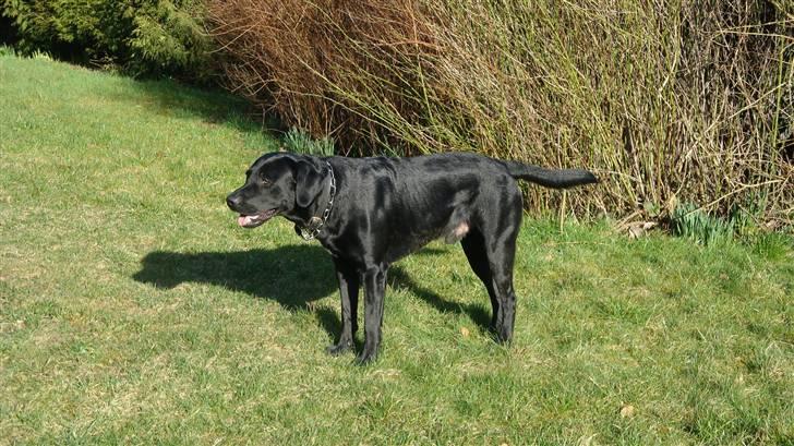 Labrador retriever Anton Skjødt - Det der ovre er godt nok spændende:-) billede 14