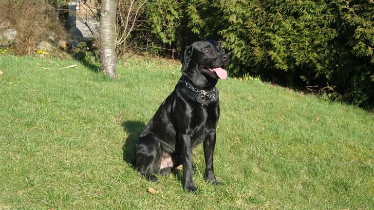Labrador retriever Anton Skjødt - Dejlig i forårsvejret:-) billede 15
