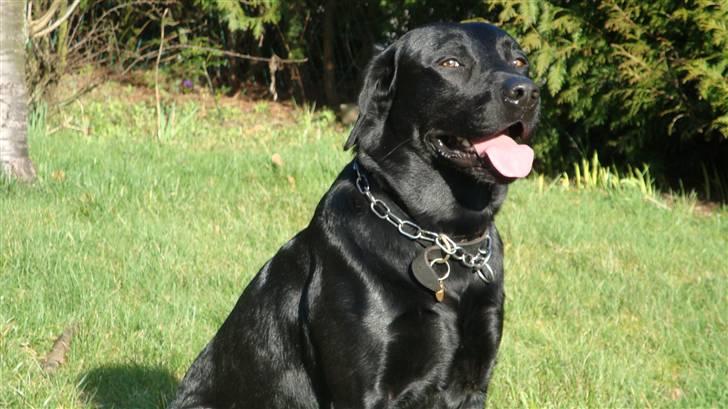 Labrador retriever Anton Skjødt - Er jeg ikke bare flot.. billede 16