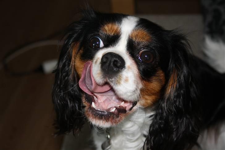 Cavalier king charles spaniel Malekit´s Molly - men kan ikke andet end at elske den hund <3!  billede 2
