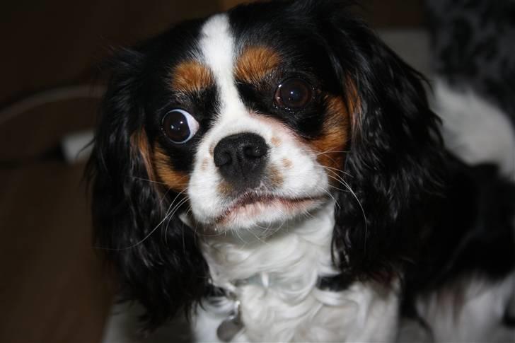 Cavalier king charles spaniel Malekit´s Molly - hva?<3 billede 4