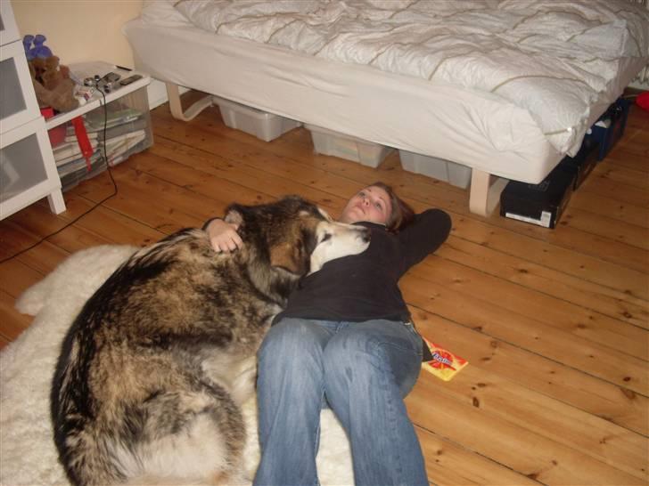 Alaskan malamute Freja  *himmelhund* - lige et billede der viser hvor stor hun engtlig er :-)  billede 13
