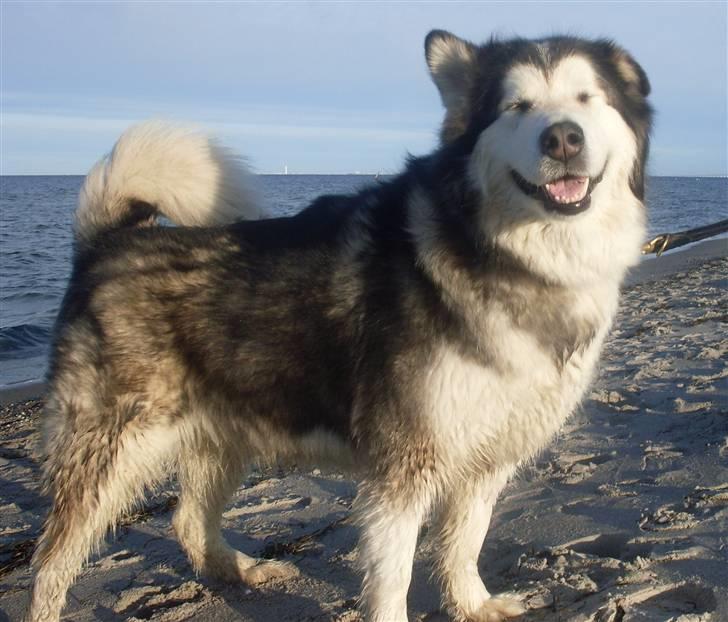 Alaskan malamute Freja  *himmelhund* - er jeg ikke fin :-)  billede 14