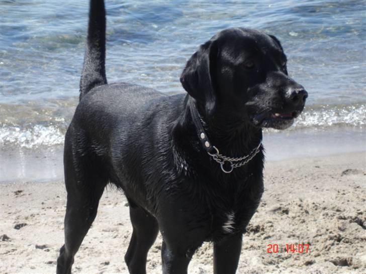 Labrador retriever Buster billede 11