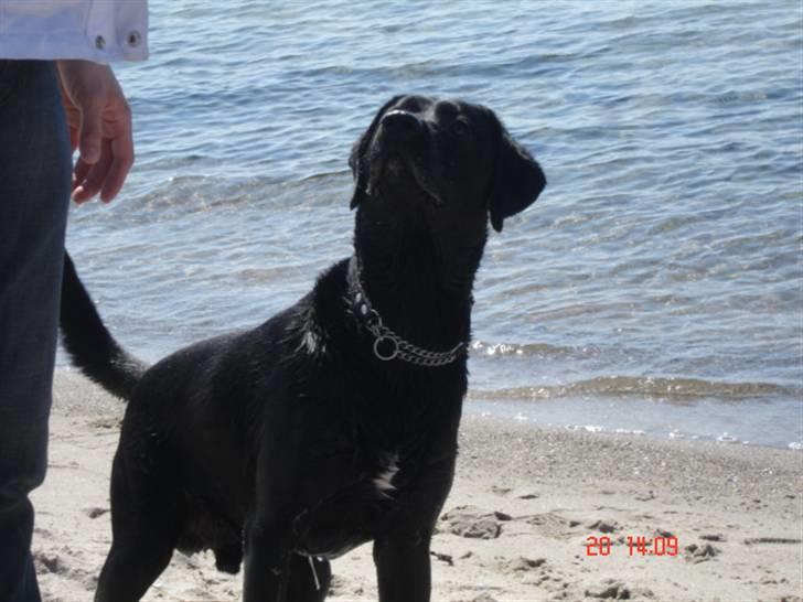 Labrador retriever Buster billede 12