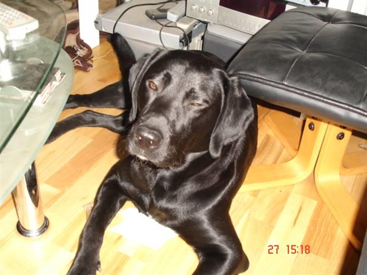 Labrador retriever Buster billede 13