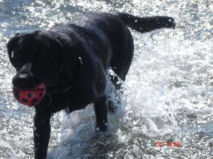 Labrador retriever Buster billede 14