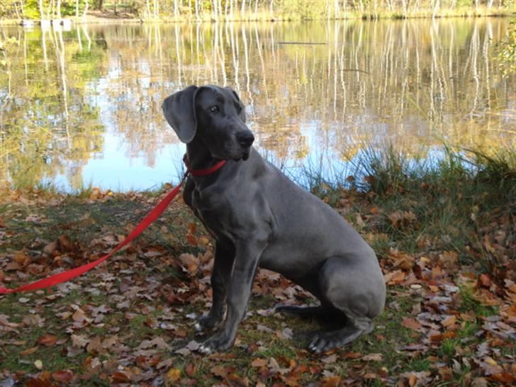 Grand danois Rosa Lina billede 1