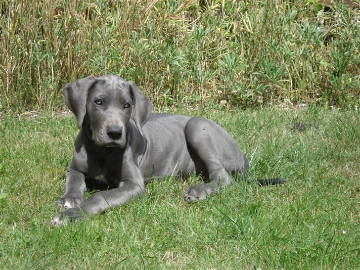 Grand danois Rosa Lina - Så lille og nuttet billede 2