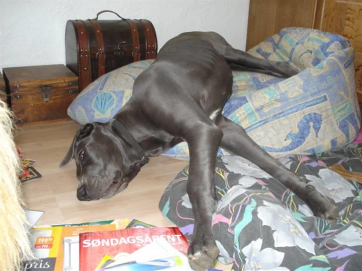 Grand danois Rosa Lina - Man kan jo gå hen og blive træt billede 3