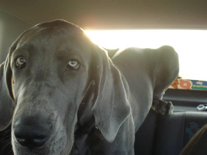 Grand danois Rosa Lina billede 4