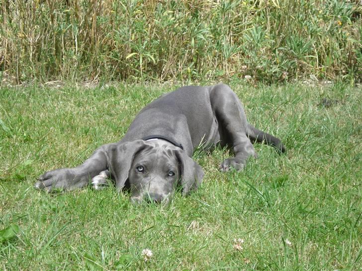 Grand danois Rosa Lina billede 5