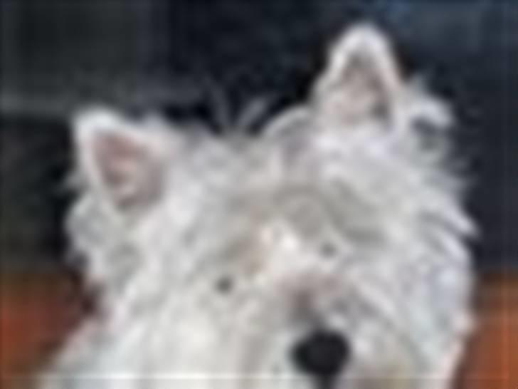 West highland white terrier Bølle billede 6