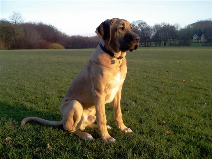 Broholmer Absalon (Balou) - (6 mdr) Så tænksom ! billede 8