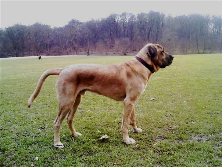 Broholmer Absalon (Balou) - (9mdr) Her står jeg så med mine 50 kg ! billede 9