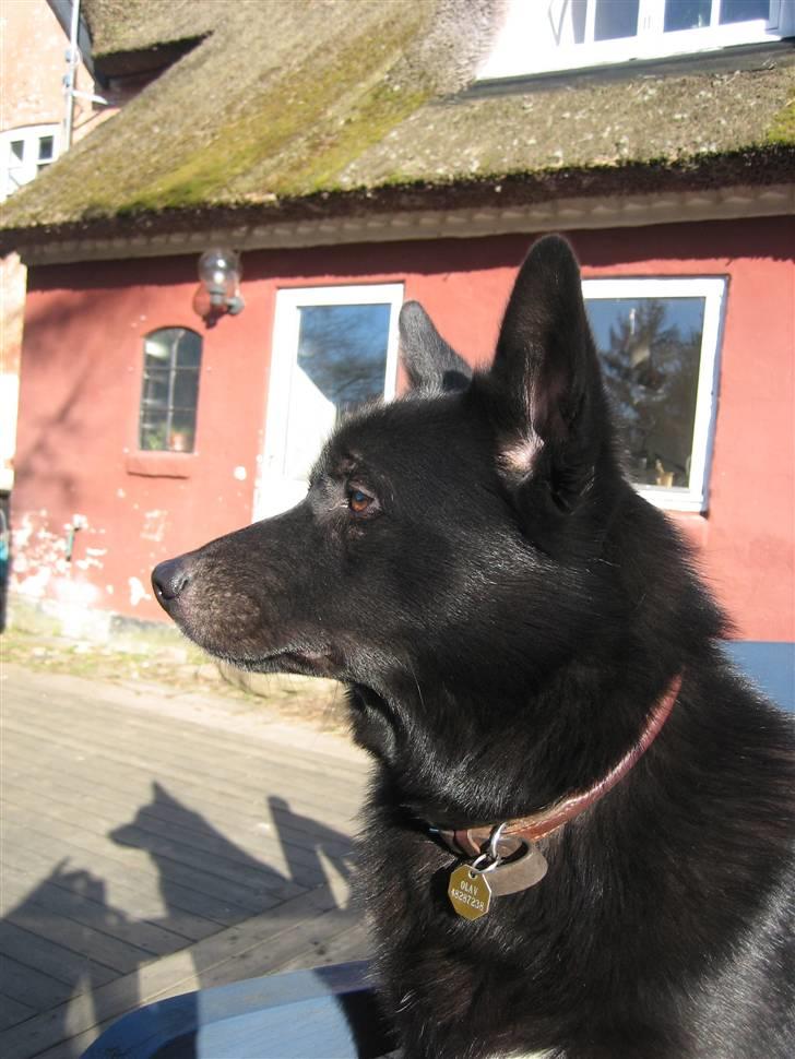 Norsk buhund Olav billede 7