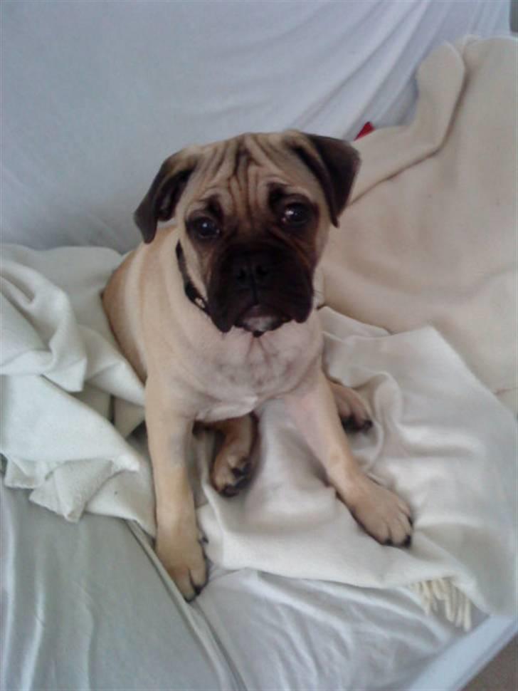 Blanding af racer Joey - Rip 6. sep- 2016 billede 1