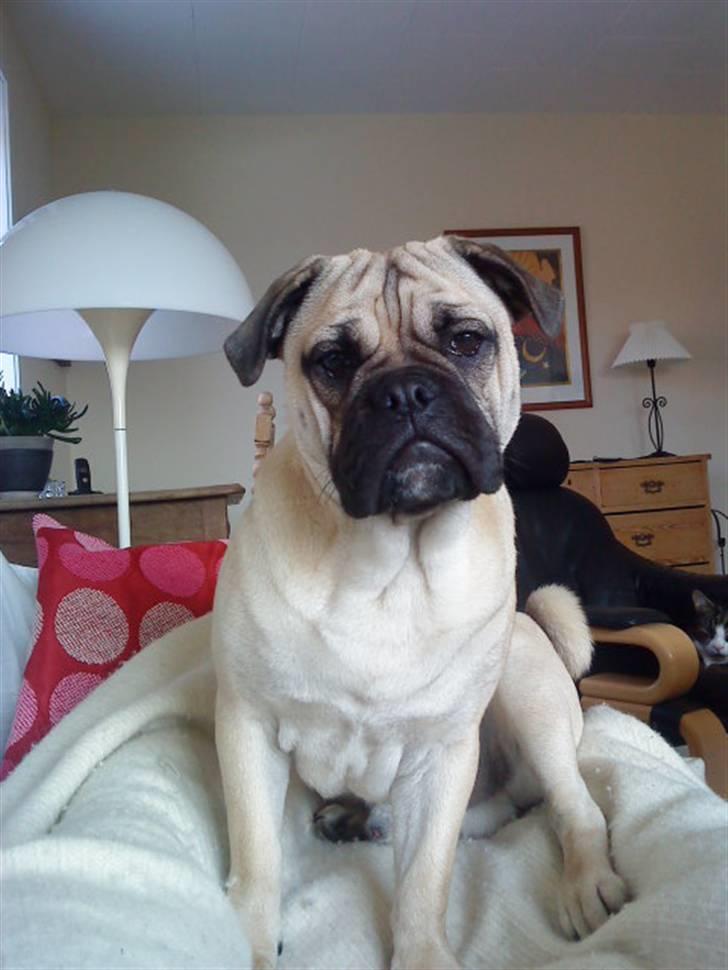 Blanding af racer Joey - Rip 6. sep- 2016 billede 2