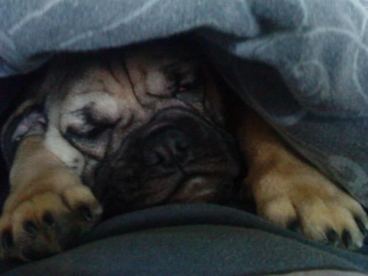 Blanding af racer Joey - Rip 6. sep- 2016 billede 3