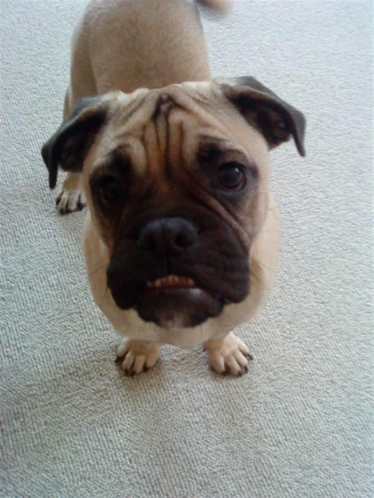 Blanding af racer Joey - Rip 6. sep- 2016 billede 4