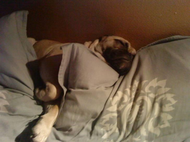 Blanding af racer Joey - Rip 6. sep- 2016 billede 5