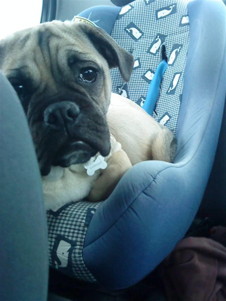 Blanding af racer Joey - Rip 6. sep- 2016 billede 6