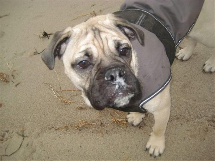 Blanding af racer Joey - Rip 6. sep- 2016 billede 7