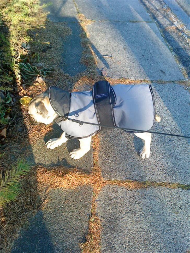 Blanding af racer Joey - Rip 6. sep- 2016 billede 8