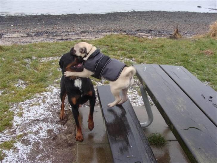 Blanding af racer Joey - Rip 6. sep- 2016 billede 9