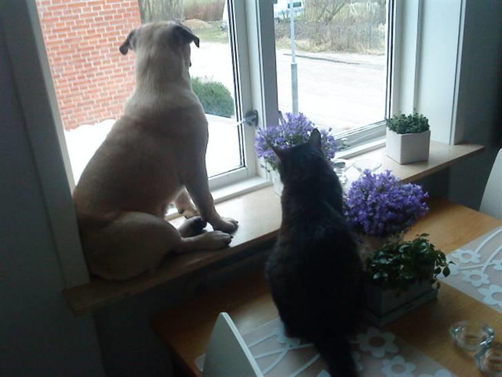 Blanding af racer Joey - Rip 6. sep- 2016 billede 10