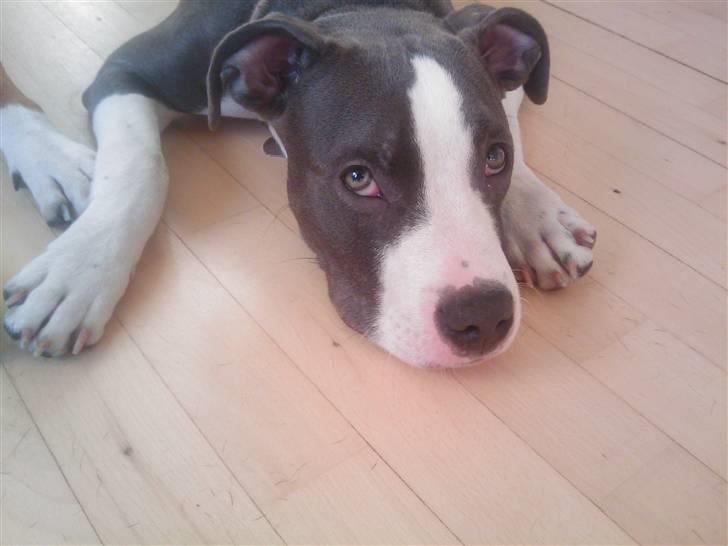 Amerikansk staffordshire terrier Commando Aio billede 9