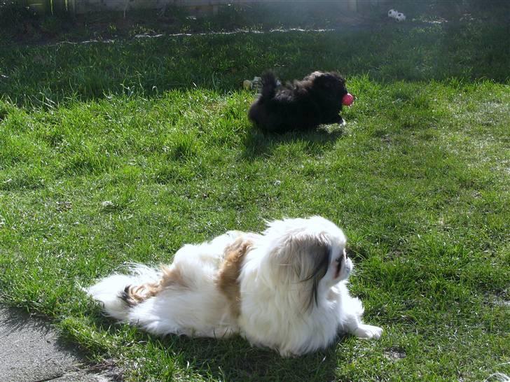 Pekingeser nala - Hov,,,du stjal min bold,,,IGEN billede 11