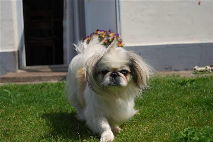 Pekingeser nala billede 12